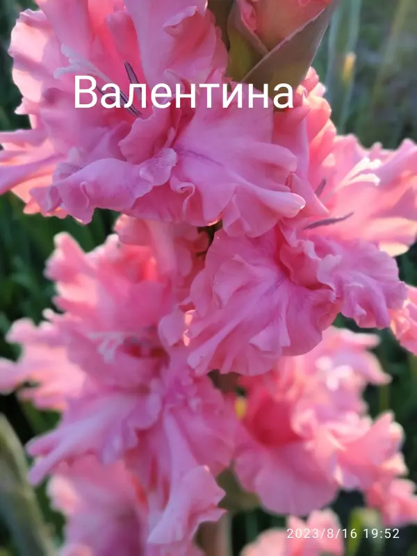 Семена и луковицы