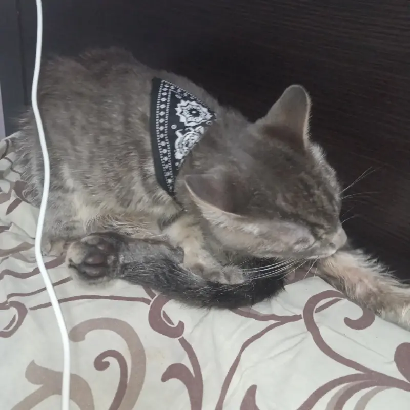 Котик филька