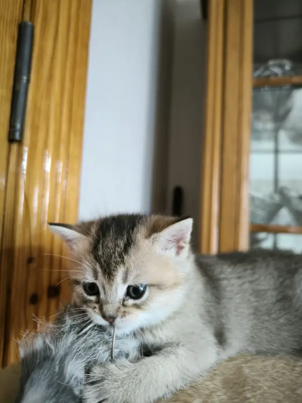 Котята шотландская шиншилла
