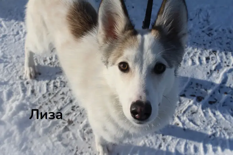 Замечательные молодые лайки в дар