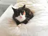 Кошка Пати - спокойная скромница