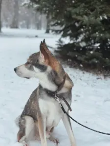 Собака Леви 1 год