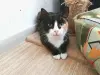 Кошка Пати - спокойная скромница