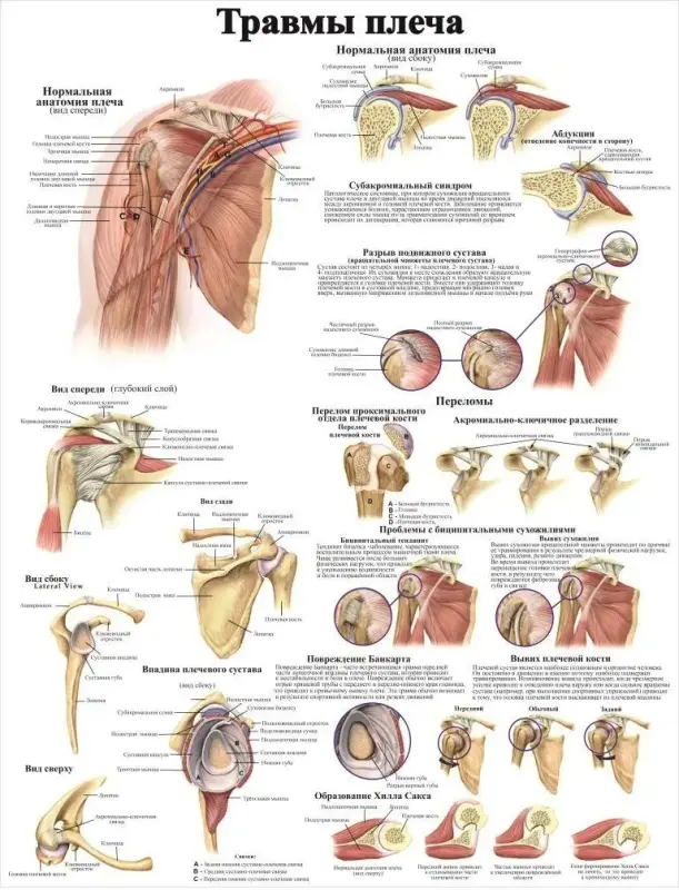 Болезни организма и травматология. Плакаты для колледжа и медучреждений
