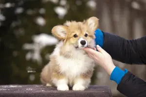 Вельш корги пемброк