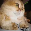 Манчкин RUG HUGGER кошки-таксы