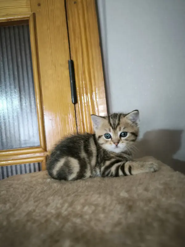 Котята шотландская шиншилла