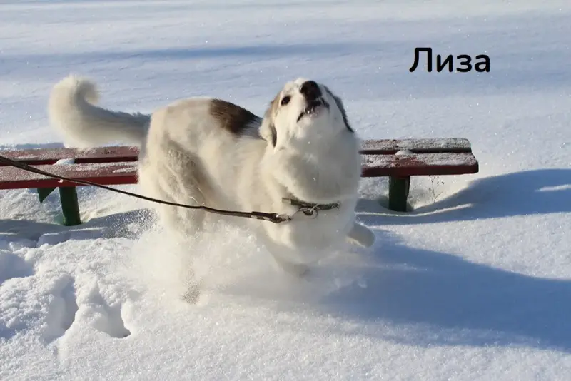 Замечательные молодые лайки в дар