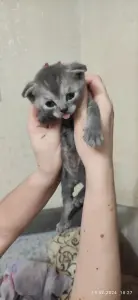 Шотландские котята