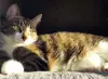 Кошка Юрика - полосатая красотка