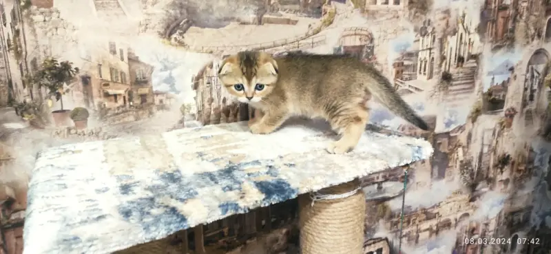 Шотландские котята