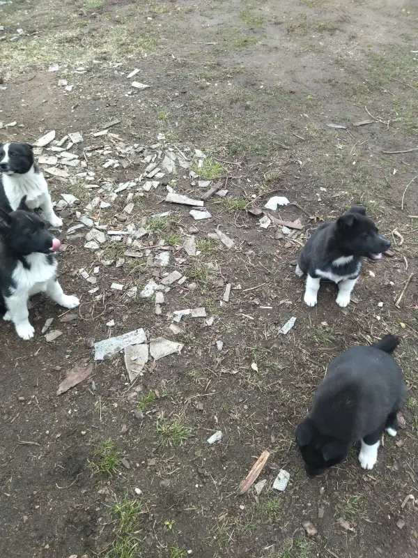 Щенки РЕЛ