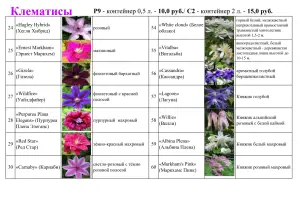 клематис - предзаказ на апрель 60 сортов