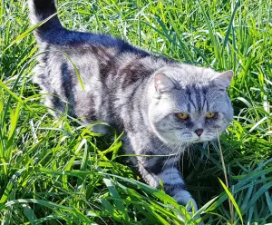 Шотландский кот, вязка.