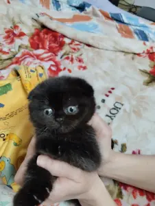 котята шотланской вислоухой