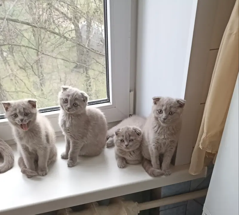 Шотландские котята