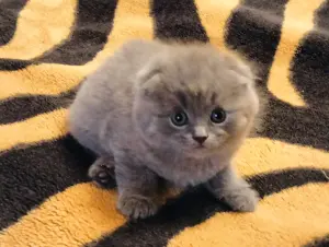 Шотландский вислоухий котенок