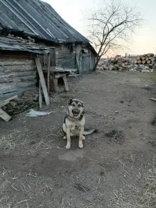 Щенки восточно-европейской овчарки