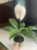 Спатифиллум, молодое растение с цветоносом