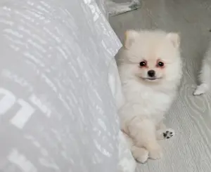 Щенки померанского шпица