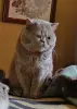 Шотландский вислоухий котенок