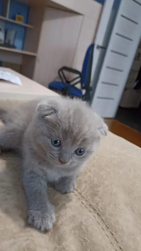 Шотландские котята