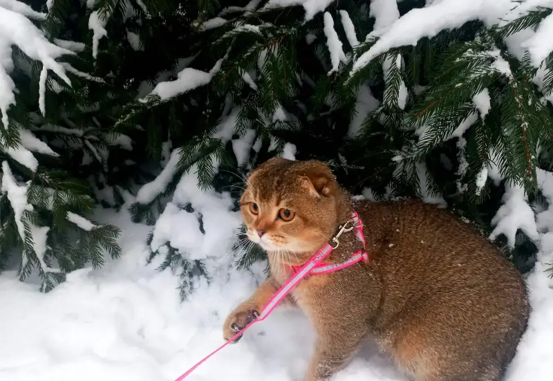 Вязка. Шотландский кот