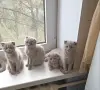 Лиловые шотландские котята