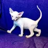 Канадский сфинкс котята