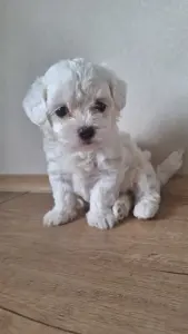 Щенок
