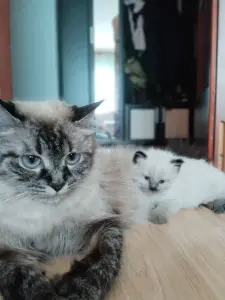 Продаются котята