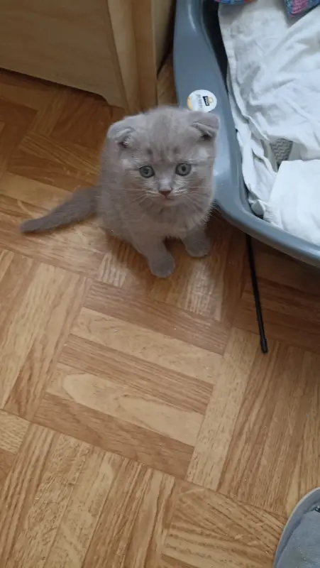 Шотландские котята