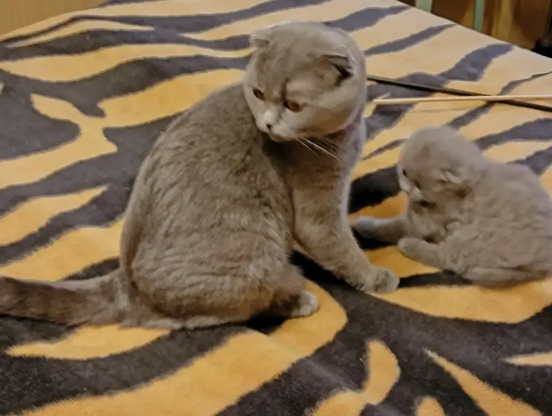 Шотландский вислоухий котенок
