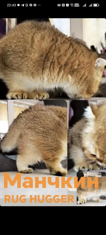 МАНЧКИН RUG HUGGER коротколапые котята