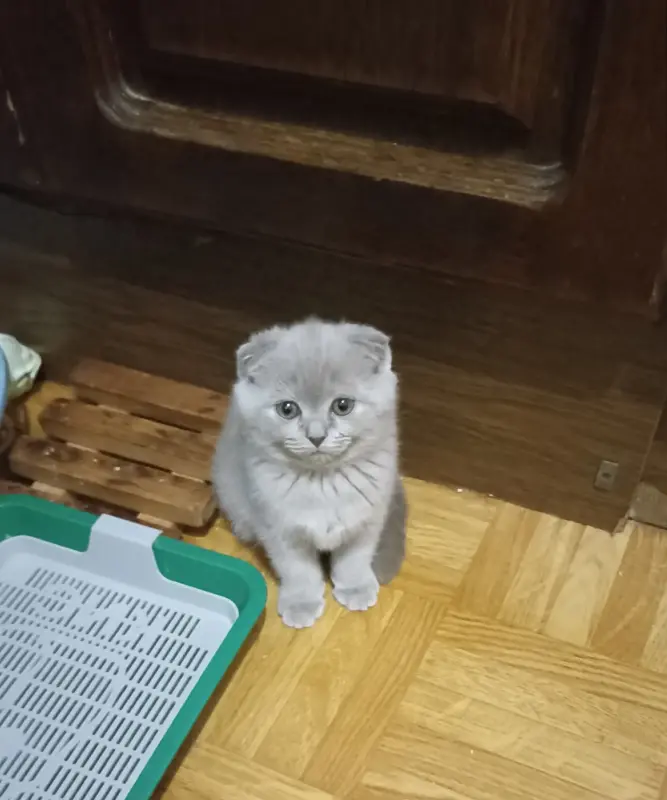 Лиловые шотландские котята
