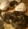 Цыплята кур-несушек мясо-яичного направления домашние