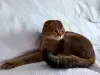 Вязка. Шотландский кот