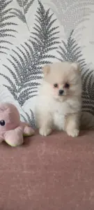 Щенки померанского шпица
