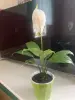 Спатифиллум, молодое растение с цветоносом