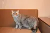 Шотладский кот Марчелло очень срочно ищет дом