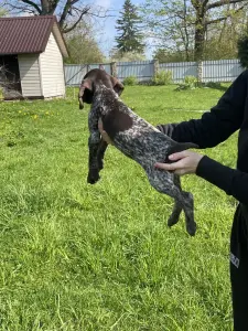 Щенки Курцхаар