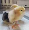 Цыплята кур-несушек мясо-яичного направления домашние