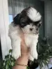 Собака