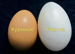 Продам утиные и куриные яйца.