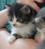 Замечательные котята в добрые руки