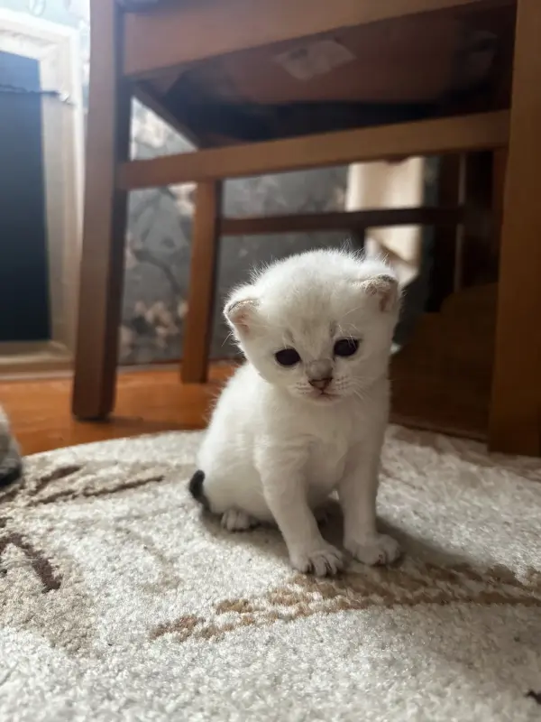 Шотландские котята
