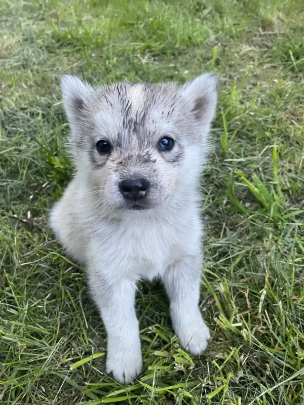 Щенки Хаски