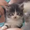 Замечательные котята в добрые руки