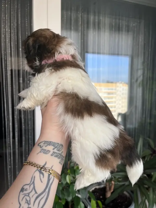Собака