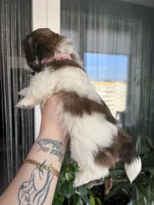 Собака